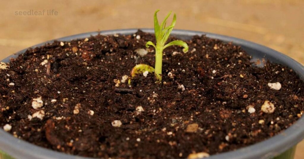 Planting Peach Trees from Seeds