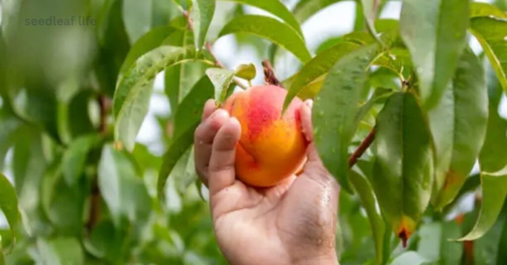 Transplant the Young Peach Tree Outdoors