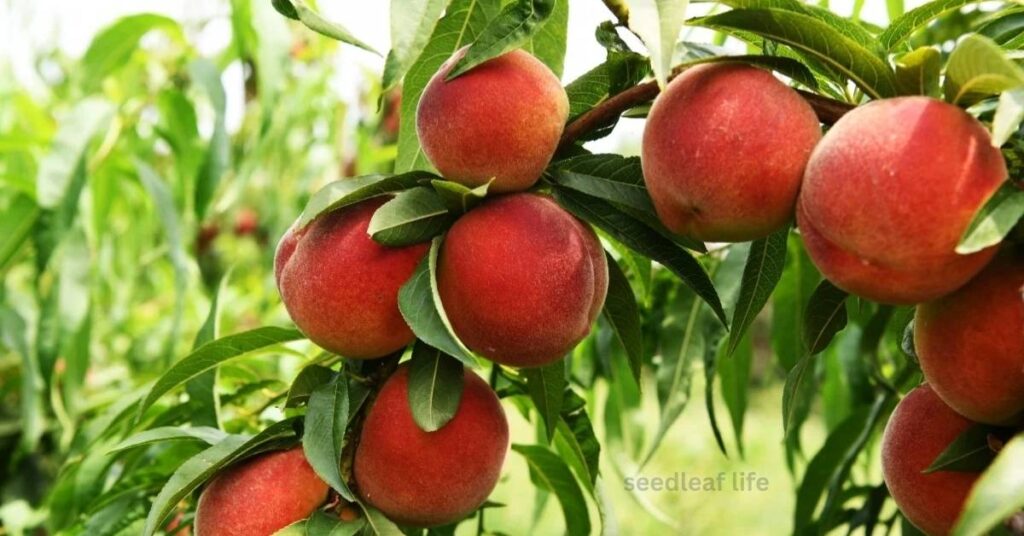 Take Care of Your Growing Peach Tree