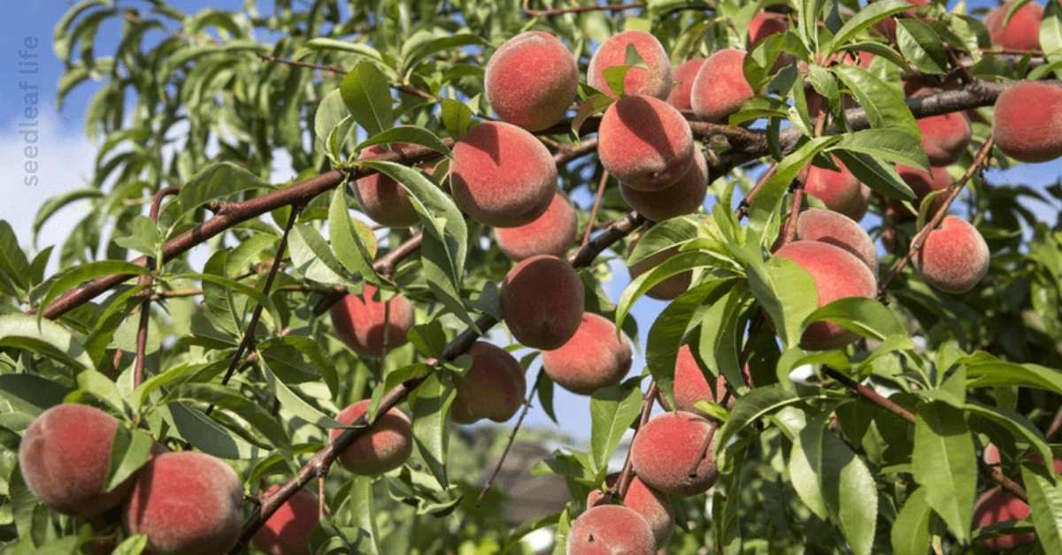 Planting Peach Trees from Seeds: 7 Easy Steps