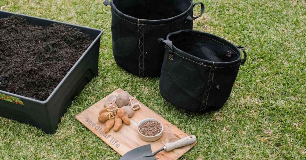 Planting a Potato in a Pot
