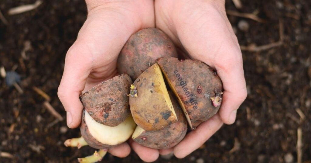 Close-up image of healthy seed potatoes with visible eyes ready for planting.