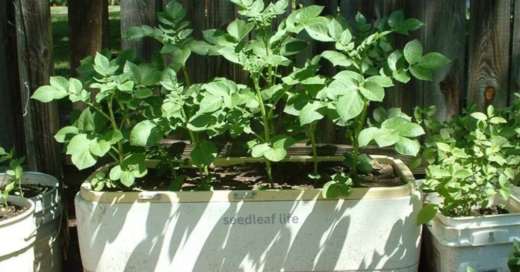Illustration showing correct planting depth and layering of seed potatoes in a container