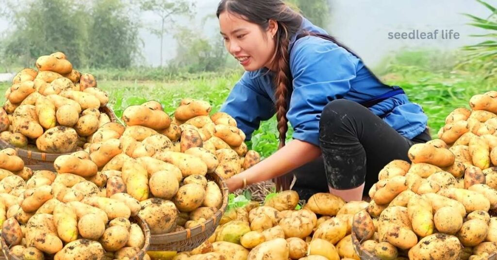 Freshly harvested homegrown potatoes symbolizing health and nutrition benefits.