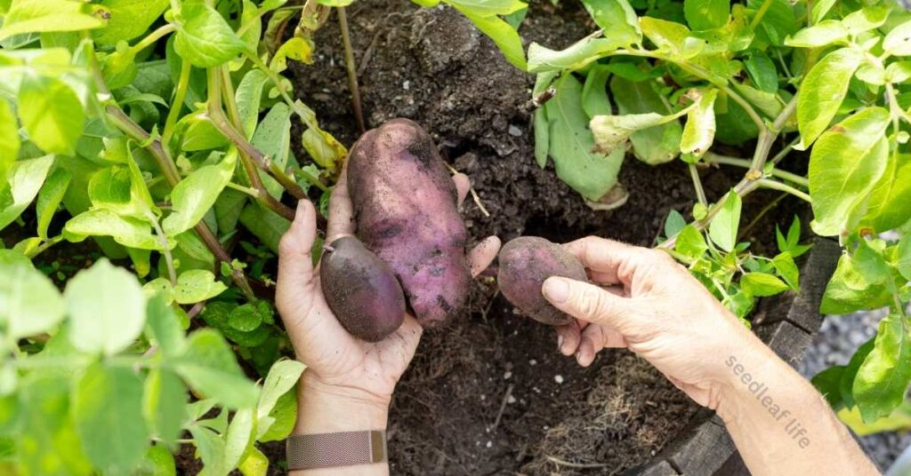Person gently harvesting mature potatoes from a fabric pot onto a tarp.