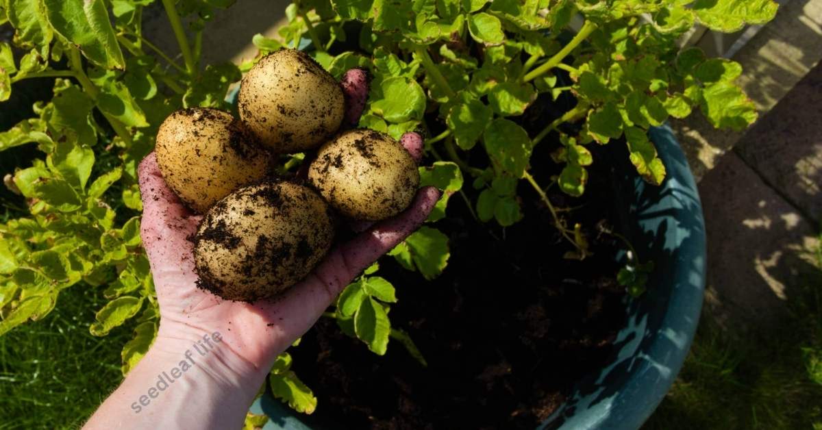 Planting a Potato in a Pot: 7 Amazing Tips for Health