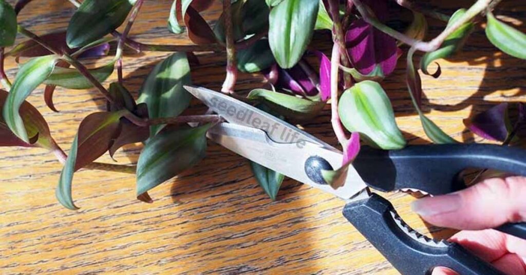 Tradescantia albiflora care