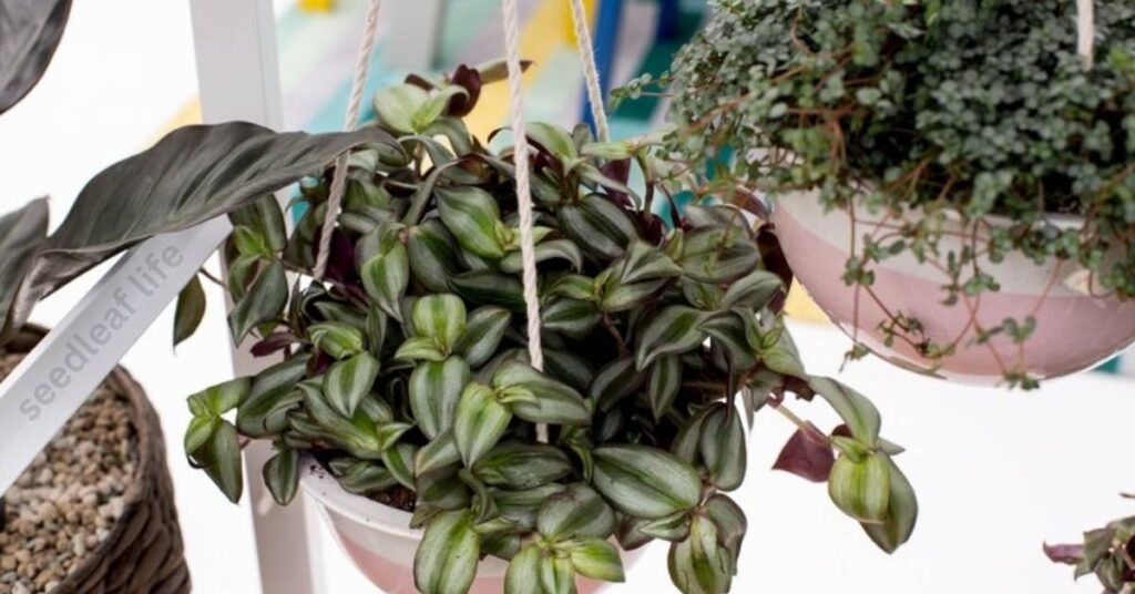 Tradescantia albiflora styled in a hanging pot indoors
