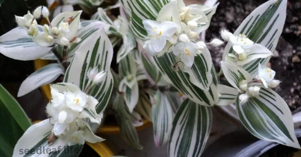 Tradescantia albiflora
