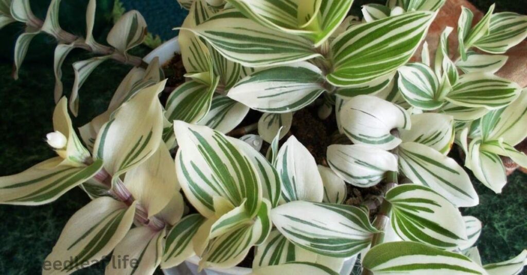 Tradescantia albiflora