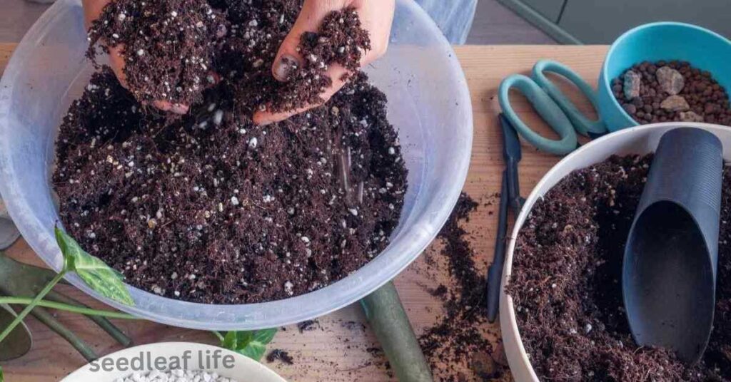Soil mix with perlite and sand for Tradescantia albiflora
