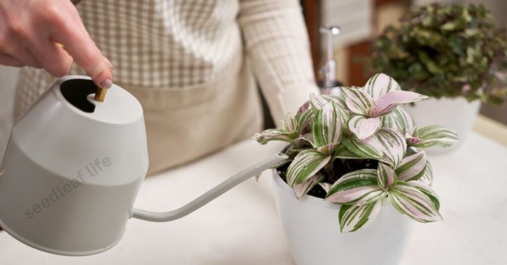 Watering Tradescantia albiflora