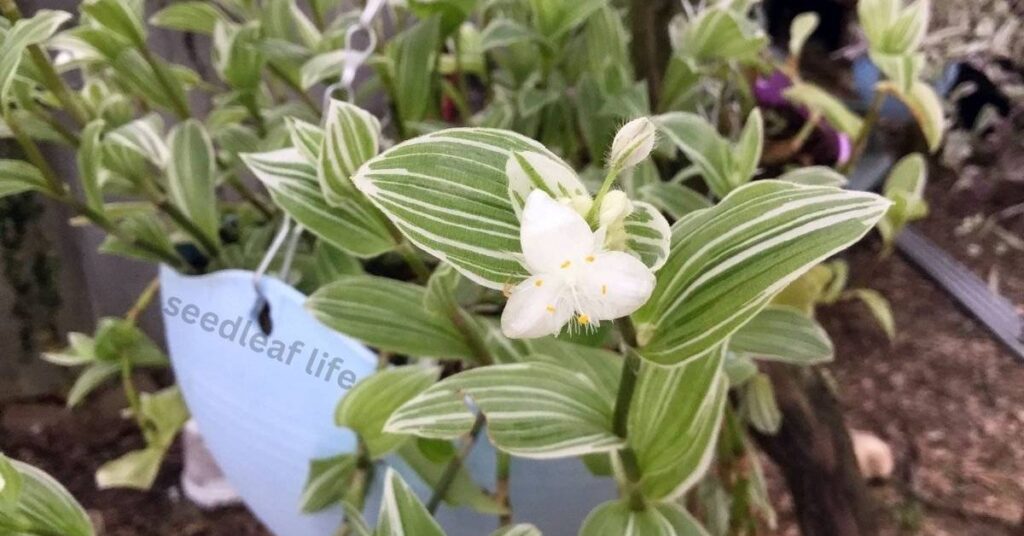 Light for Tradescantia albiflora