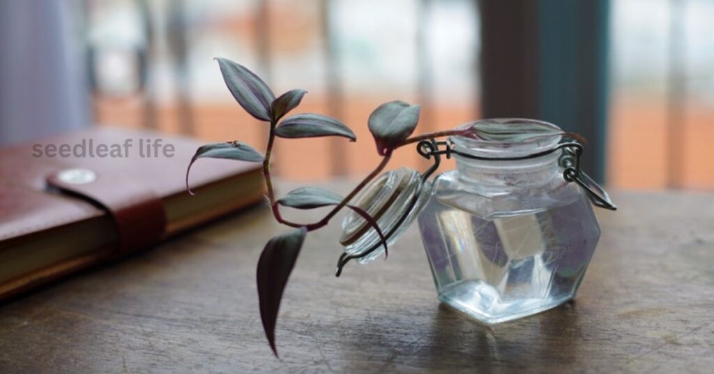 Tradescantia cutting in water