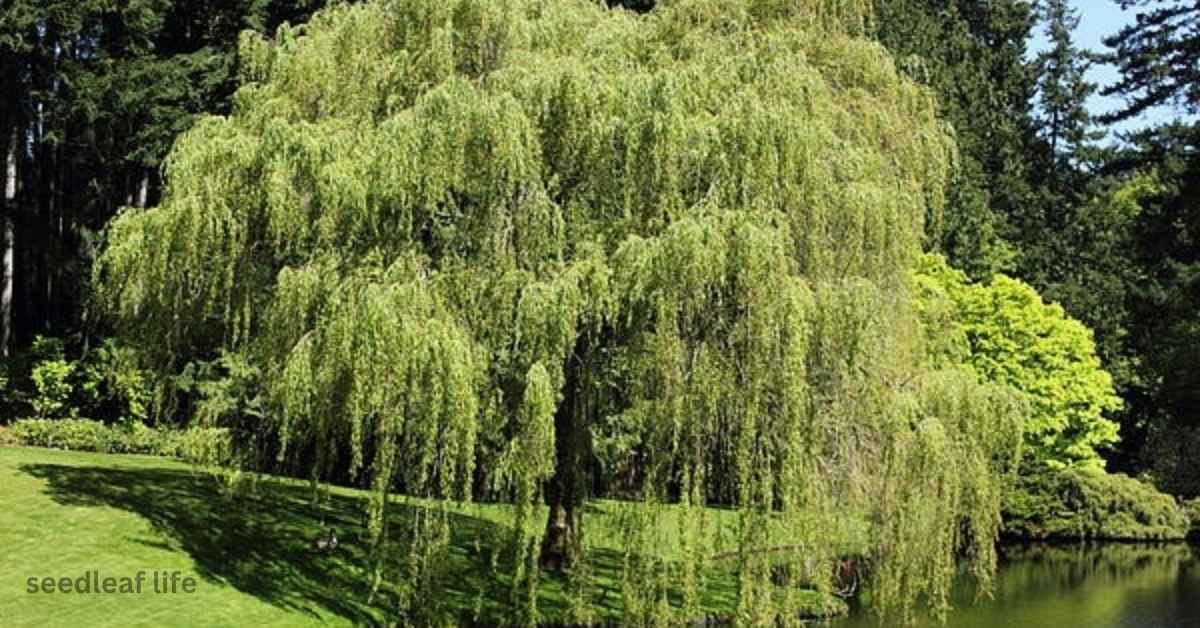 Weeping Willow Lifespan: Care Tips & Problems for 50+ Years