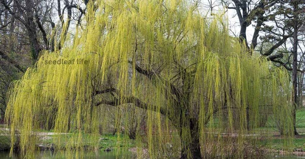 Weeping Willow Tree