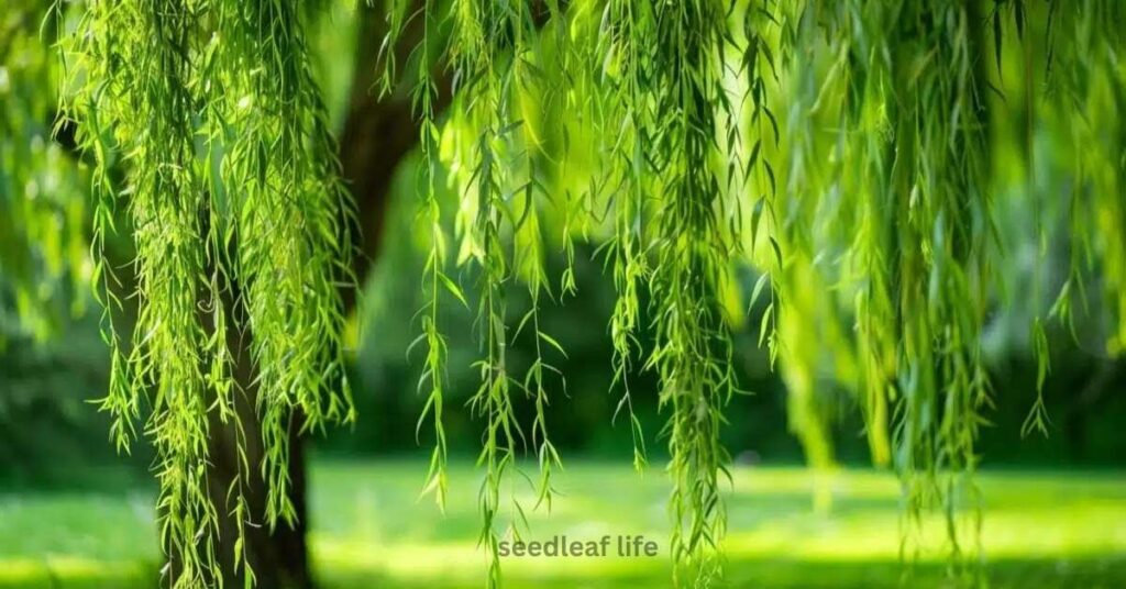 Average Lifespan of a Weeping Willow Tree