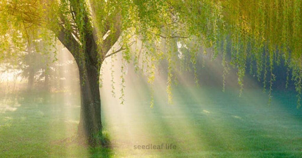 Weeping Willow Lifespan