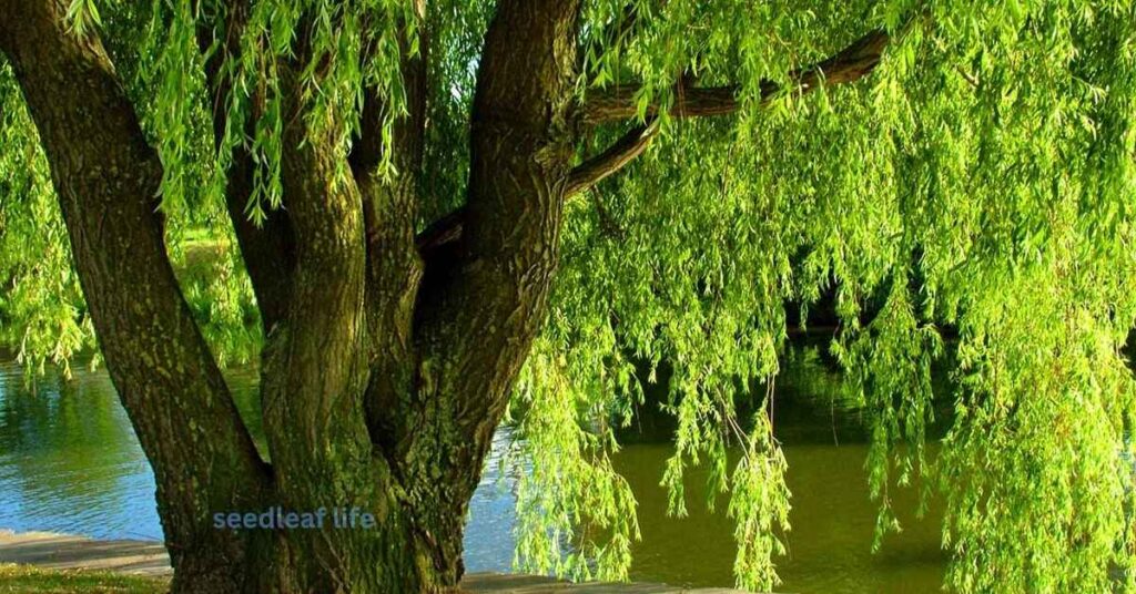 Weeping Willow Thrive for 50+ Years