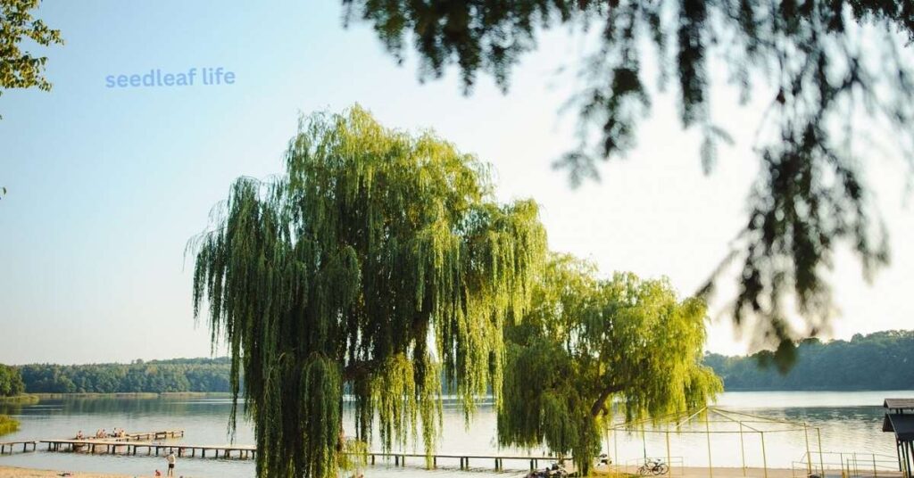 Weeping Willow Tree