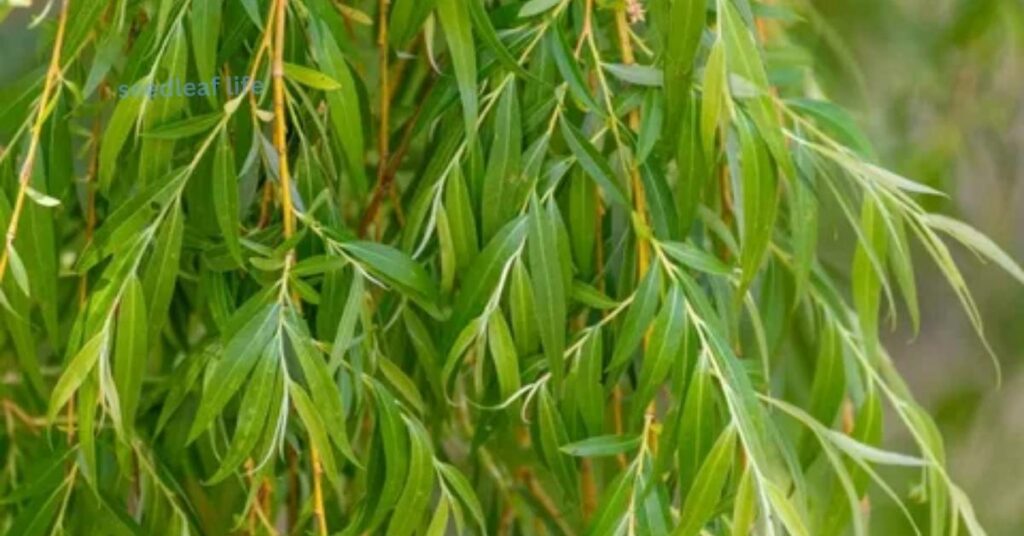 Close-up of green, slender leaves of a weeping willow tree