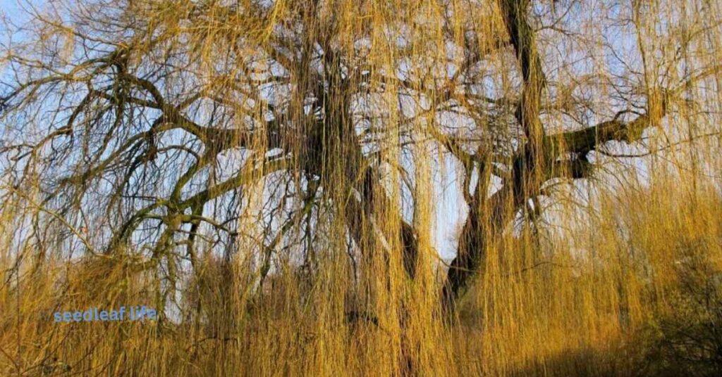 Common Problems That Shorten the Weeping Willow Lifespan
