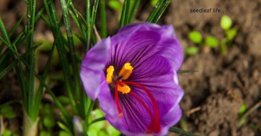 Saffron corms