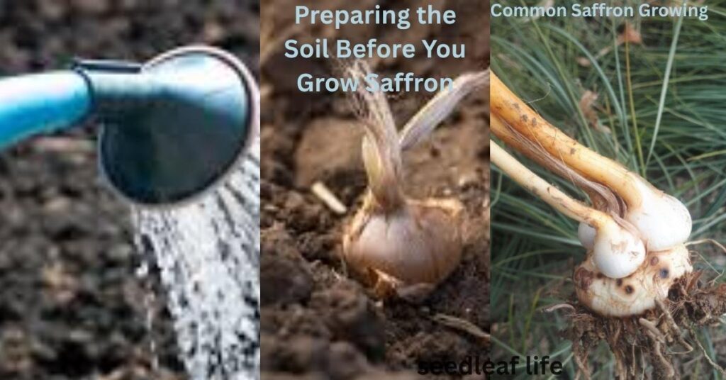 Grow Saffron