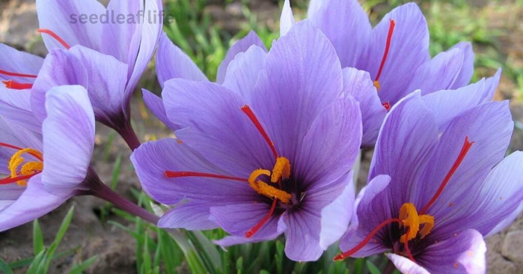 where does saffron grow