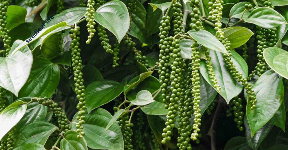 Grow Peppercorn Plant at Home in 5 Easy Steps