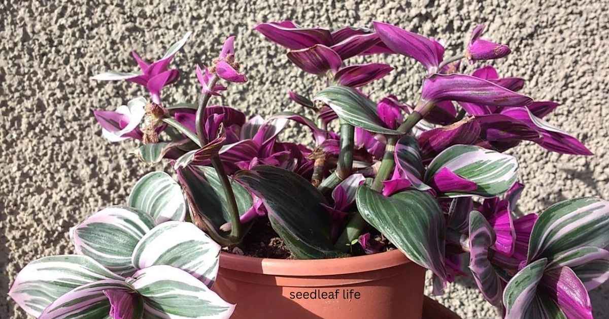 Tradescantia albiflora Explained – Care Tips & Pet Safety