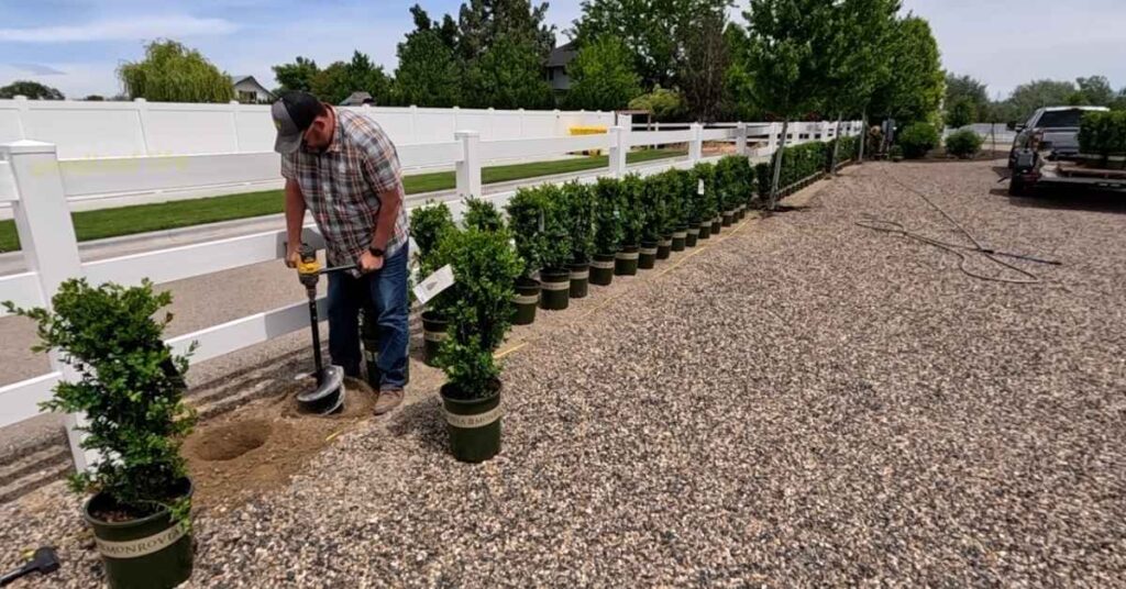Step-by-Step Green Velvet Boxwood Planting 
