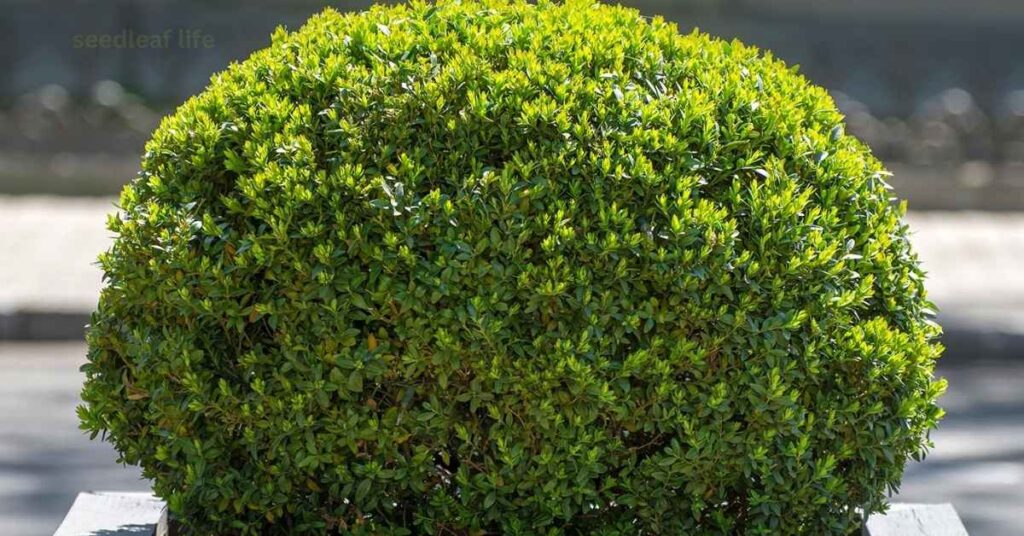 Green Velvet Boxwood 