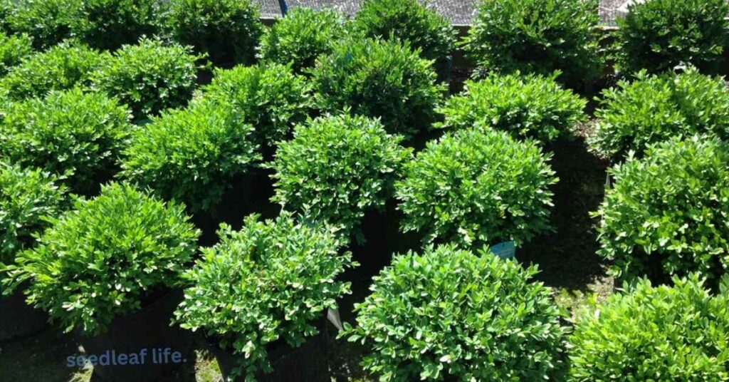 Green Velvet Boxwoods grow