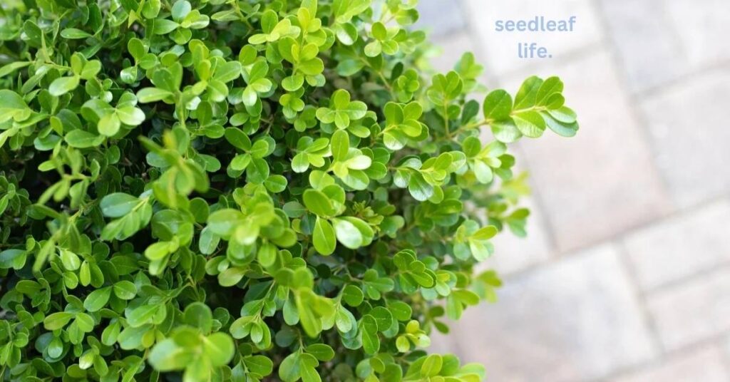 Green Velvet Boxwood varieties 
