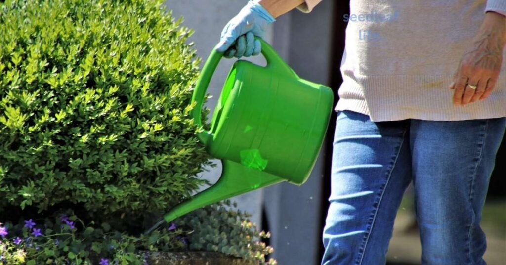 Green Velvet Boxwood Care