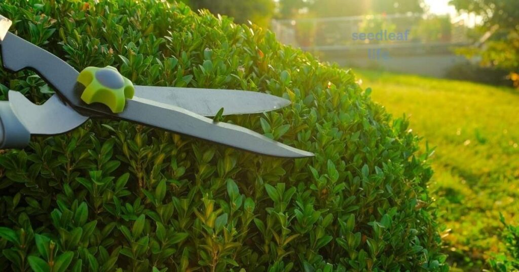 Green Velvet Boxwood Pruning 