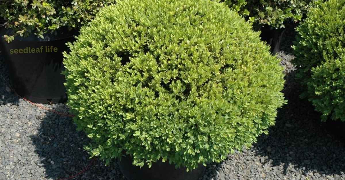 Green Velvet Boxwood Planting and Maintenance Guide