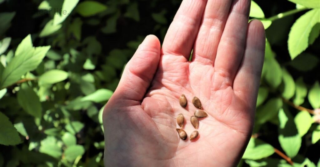 How to Grow an Apple Tree from Seed  5 Best Tips