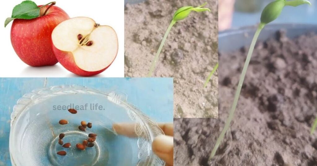 How to Grow an Apple Tree from Seed  5 Best Tips