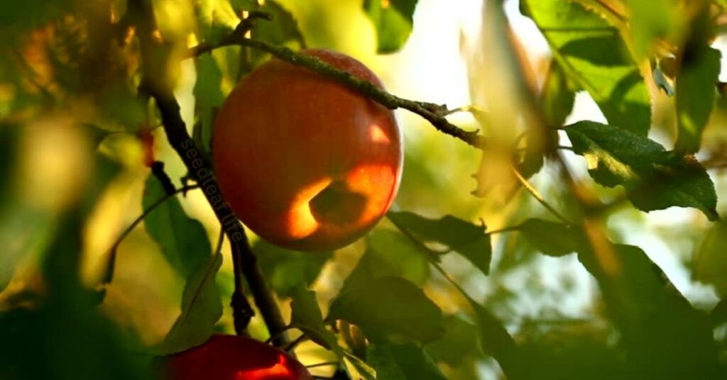 Grow an Apple Tree from Seed Successfully