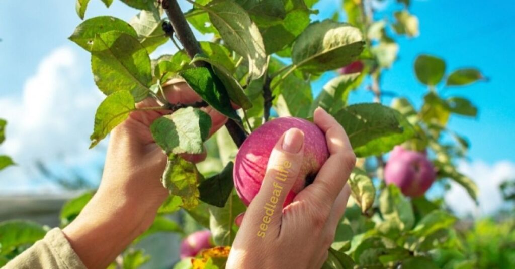 Caring for Your Young Apple Tree