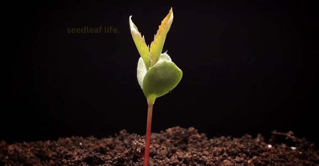 Grow an Apple Tree from Seed