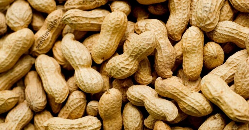 Benefits of Growing Organic Peanuts