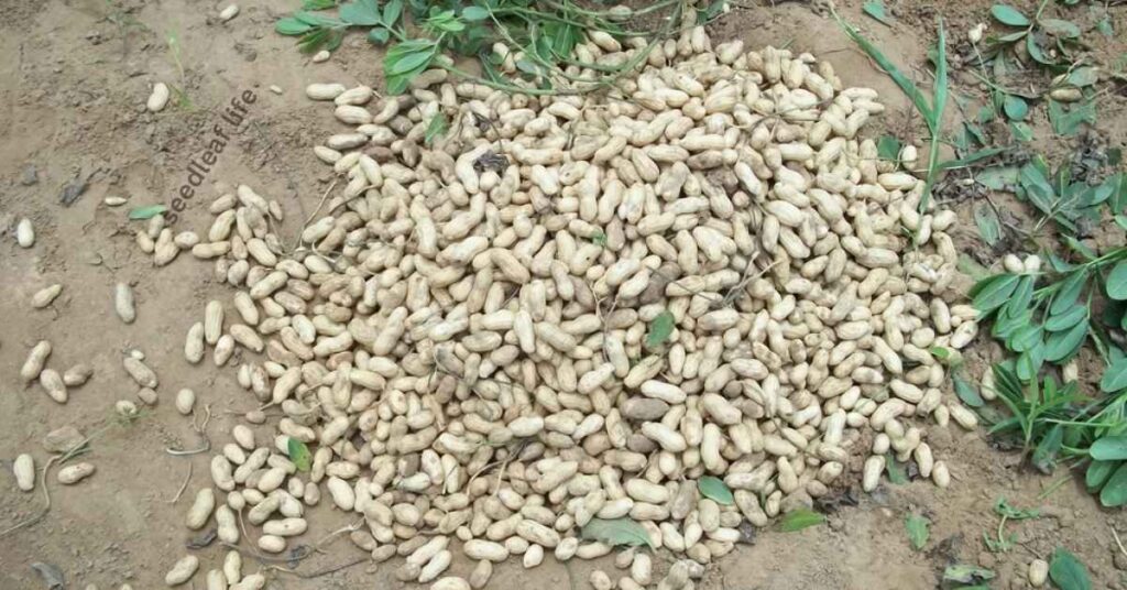 peanut seeds for planting