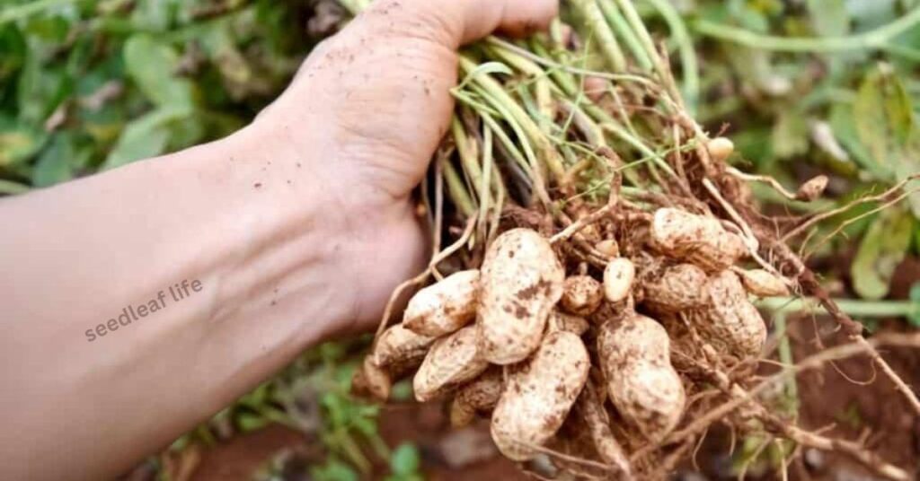Best Time & Climate for Planting Peanuts