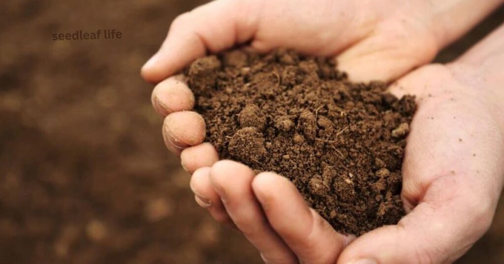 Soil Preparation and Choosing the Right Spot