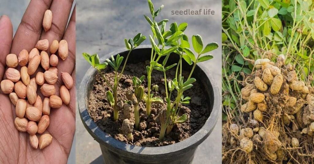 Step-by-Step Guide: Planting Peanut Seeds