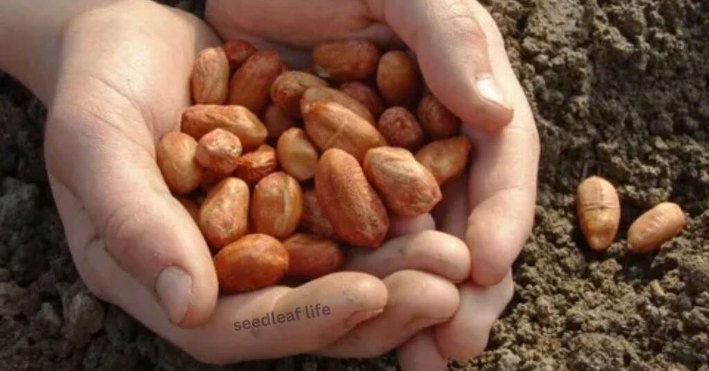 Choose Peanut Seeds for Planting