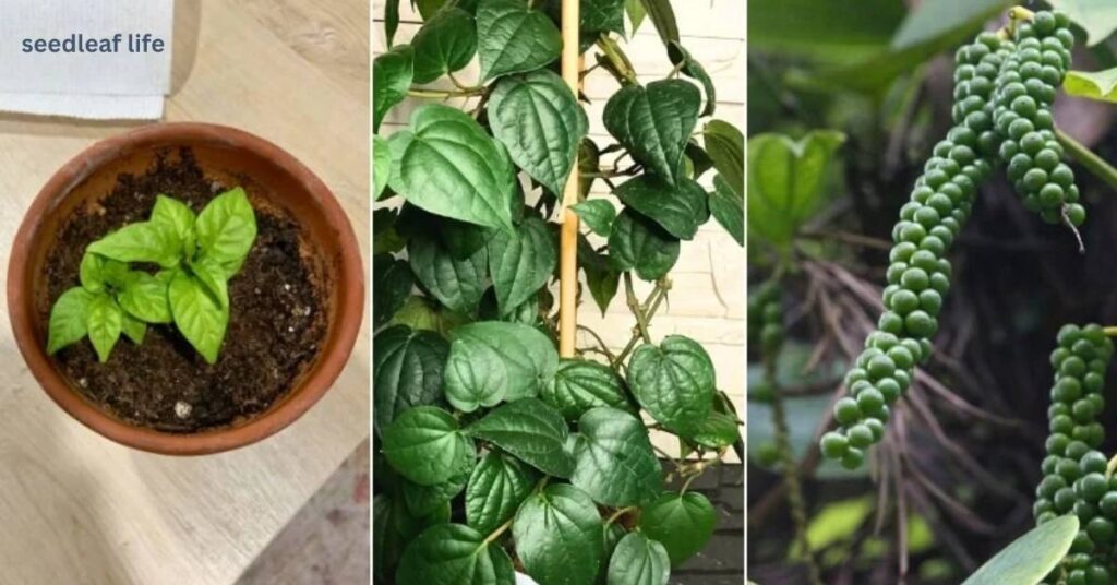 Grow Peppercorn Plant at Home